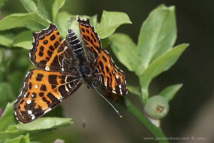 Babočka síťkovaná - jarní forma (Araschnia levana levana f. levana), Hradišťany