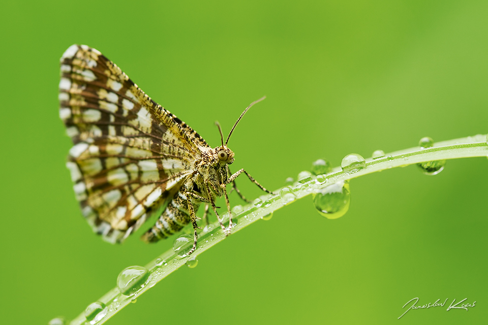 Kropenatec jetelový / Chiasmia clathrata / Latticed Heath, Krušné hory, Přírodní park Bezručovo údolí