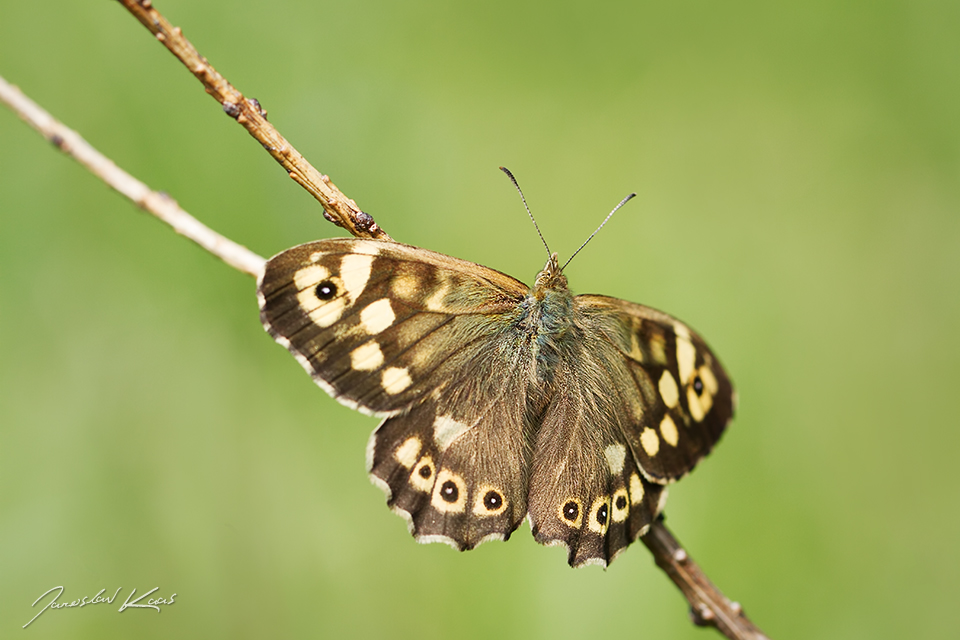 Okáč pýrový, samec / Pararge aegeria tircis, male / Speckled Wood, Krušné hory, Přírodní park Bezručovo údolí