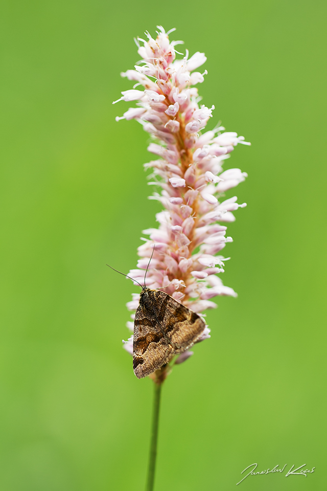 Jetelovka hnědá / Euclidia glyphica / Burnet Companion, Krušné hory, Přírodní park Bezručovo údolí