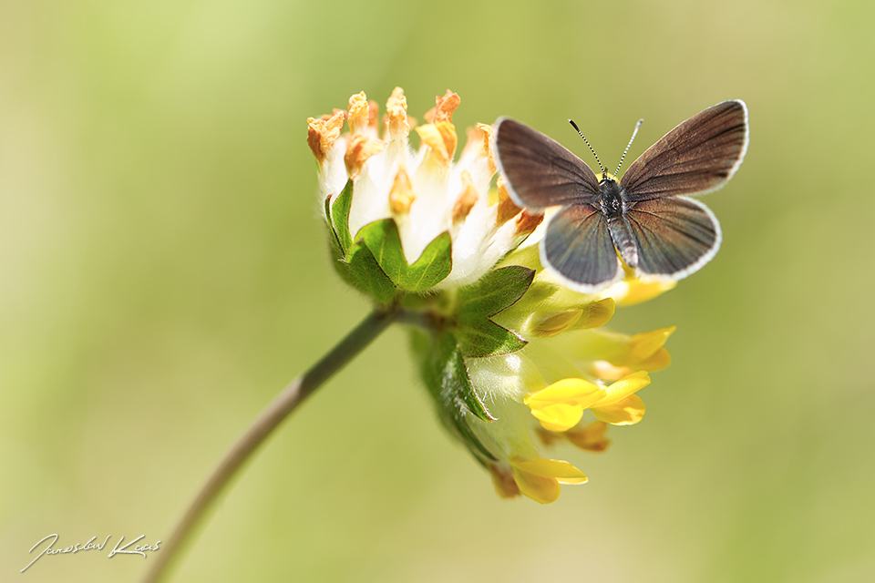 Modrásek nejmenší, samice / Cupido minimus, female / Little Blue, CHKO Blanský les, NPR Vyšenské kopce