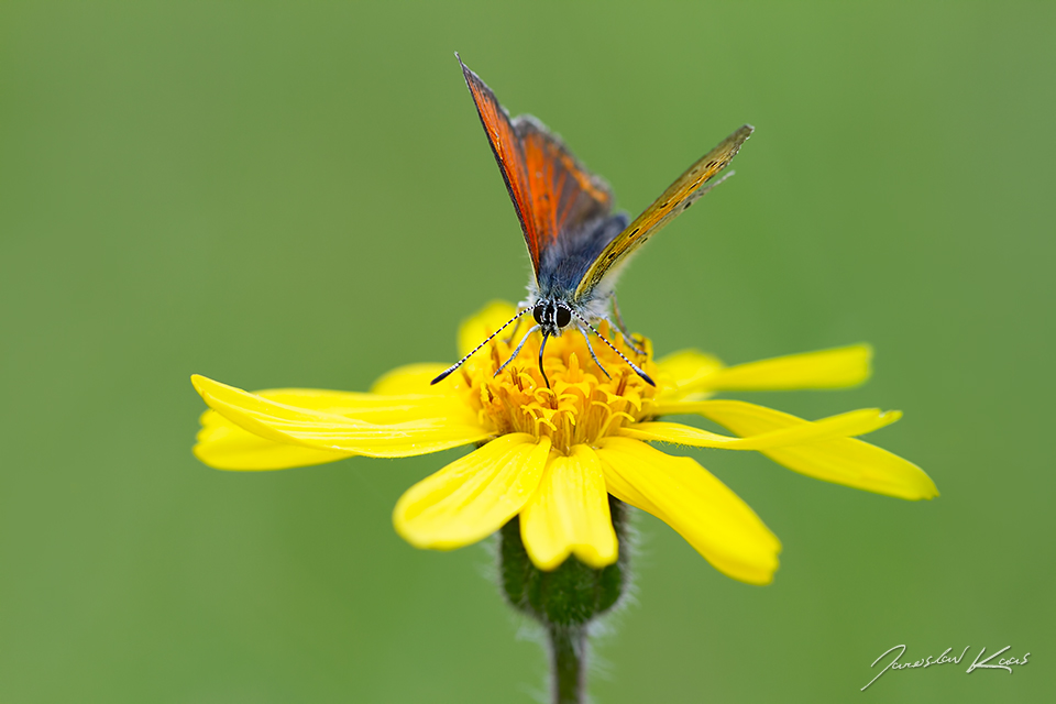 Ohniváček modrolemý, samec / Lycaena hippothoe, male / Purple-edged Copper, CHKO Blanský les, PP Provázková louka