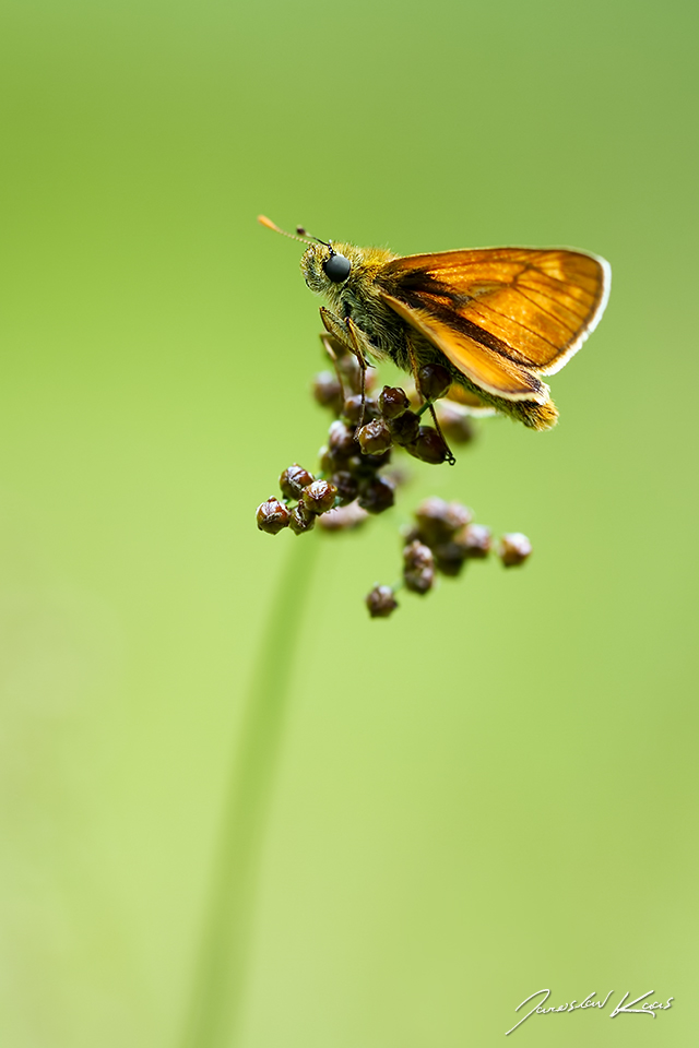 Soumračník rezavý, samec / Ochlodes sylvanus, male / Large Skipper, CHKO Blanský les