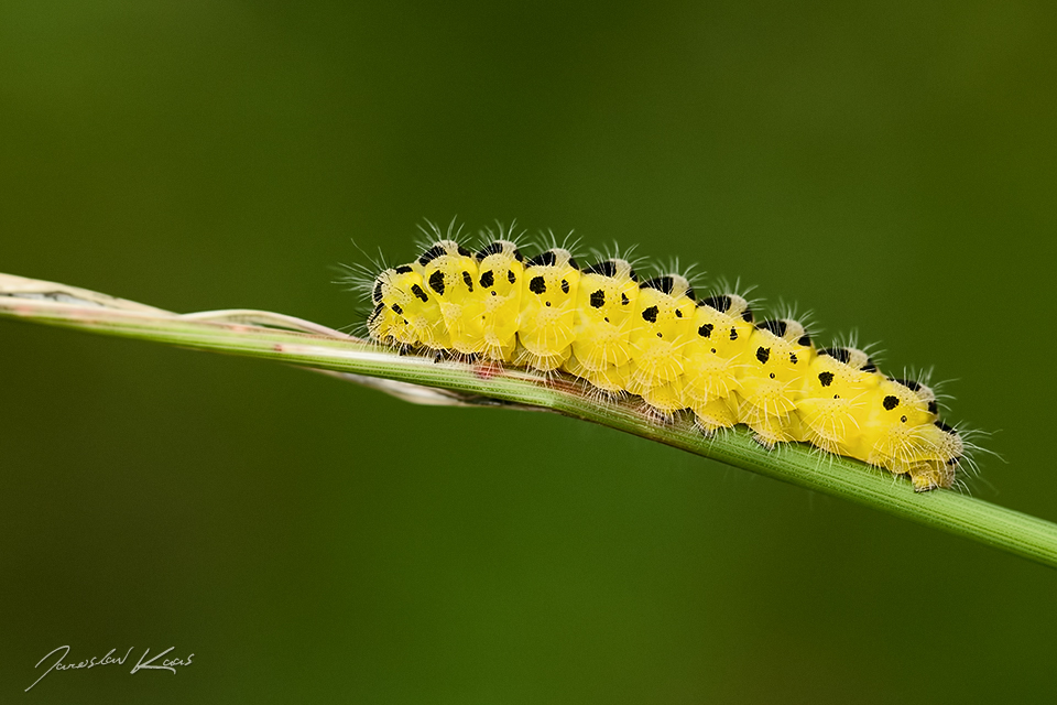 Vřetenuška obecná, housenka / Zygaena filipendulae, caterpillar / Six-spot Blue, CHKO Blanský les