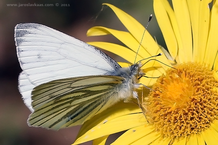 Bělásek řepkový - samec (Pieris napi - male), Hradišťany