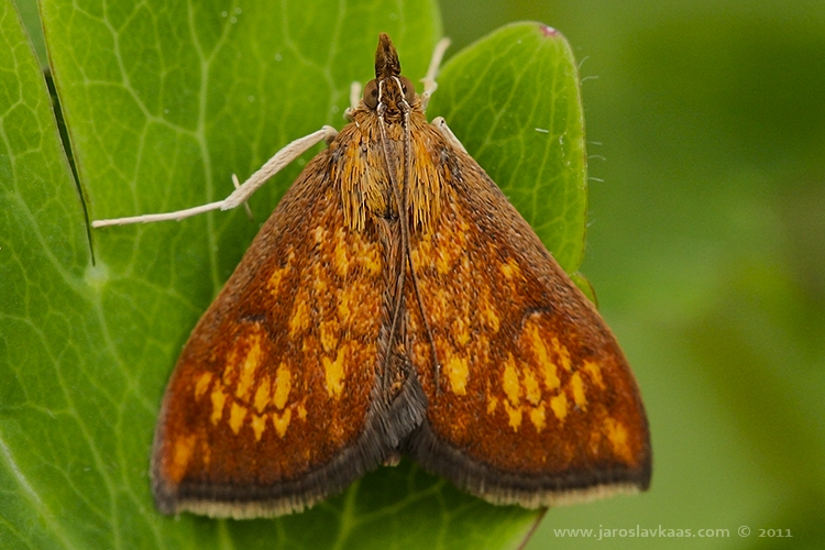 Zavíječ (Ecpyrrhorrhoe rubiginalis), Hradišťany