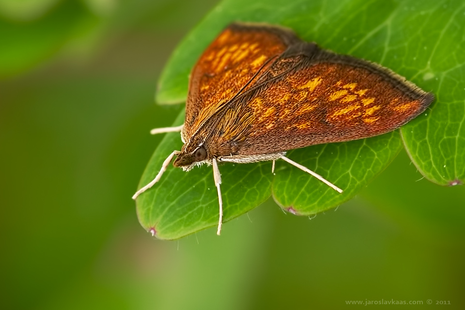 Zavíječ (Ecpyrrhorrhoe rubiginalis), Hradišťany