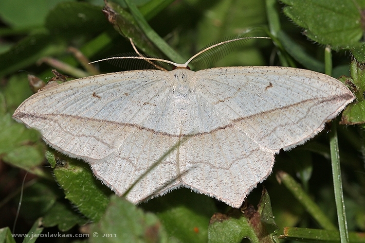 Žlutokřídlec šťovíkový - samec (Timandra comae - male), Hradišťany