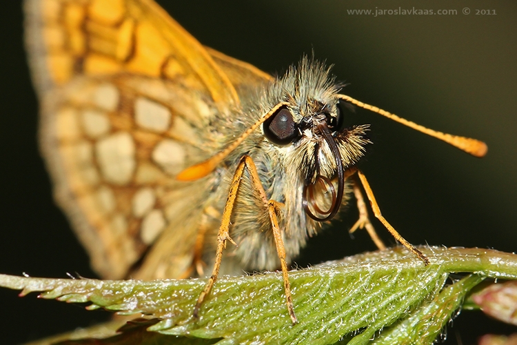 Soumračník jitrocelový (Carterocephalus palaemon), Hradišťany