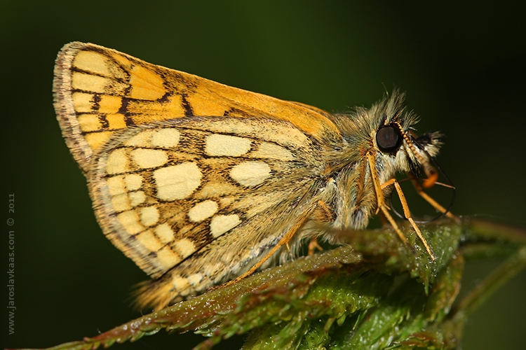 Soumračník jitrocelový (Carterocephalus palaemon), Hradišťany