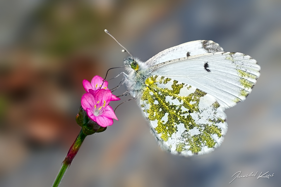 Bělásek řeřichový - samice (Anthocharis cardamines - female), Hradišťany