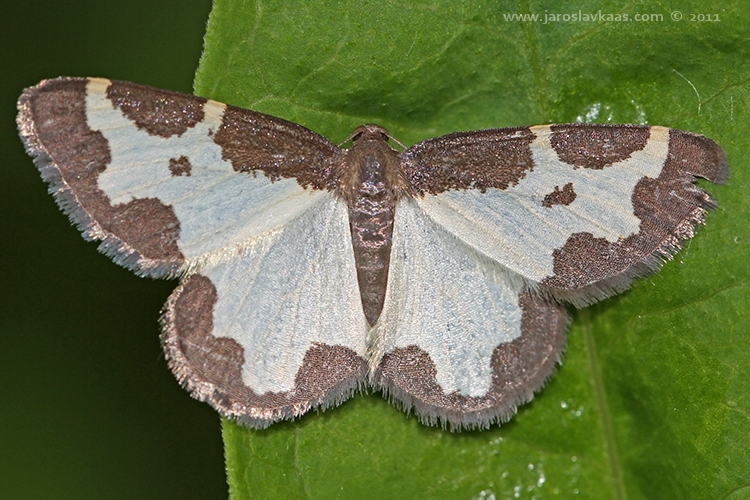 Skvrnopásník lískový (Lomaspilis marginata), Hradišťany