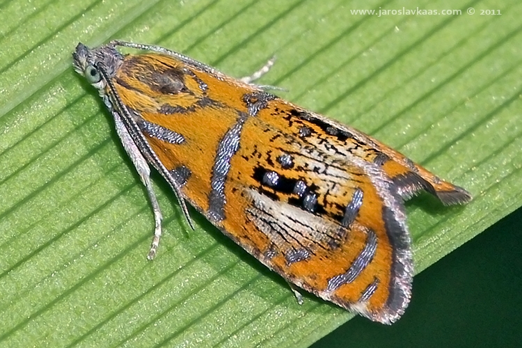 Obaleč zdobený (Olethreutes arcuella), Hradišťany