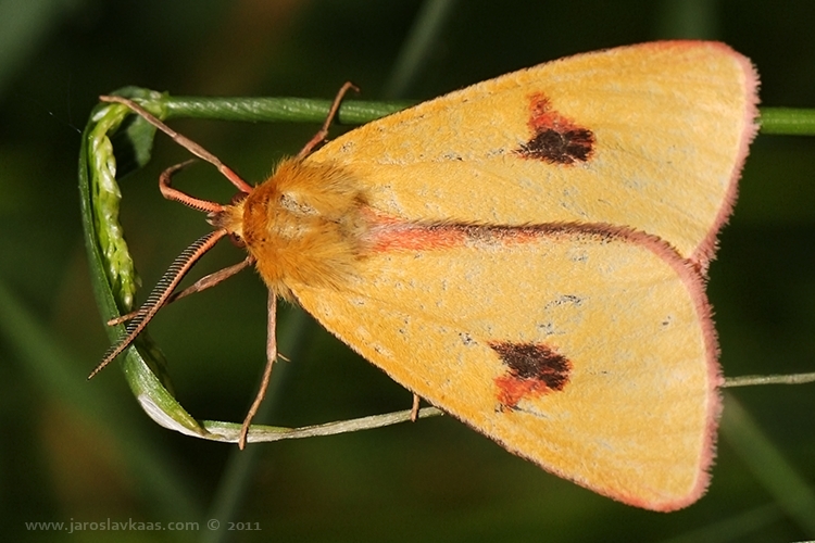 Přástevník chrastavcový - samec (Diacrisia sannio sannio - male), Hradišťany