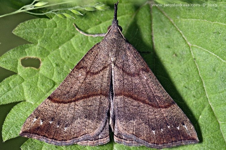 Zobonosec kopřivový (Hypena proboscidalis), Hradišťany