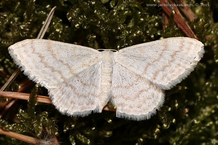 Vlnopásník vikvový (Scopula floslactata), Hradišťany