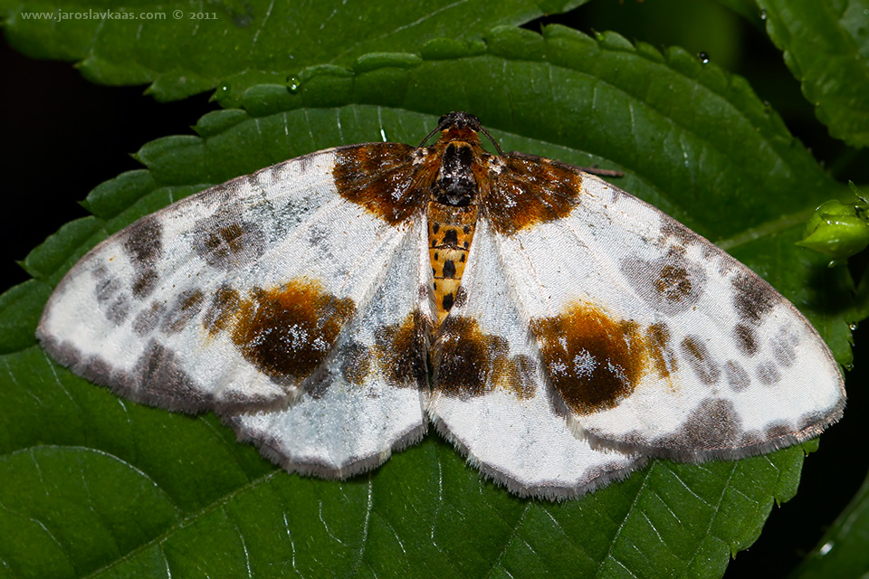 Skvrnopásník jilmový (Calospilos sylvata), Letovice