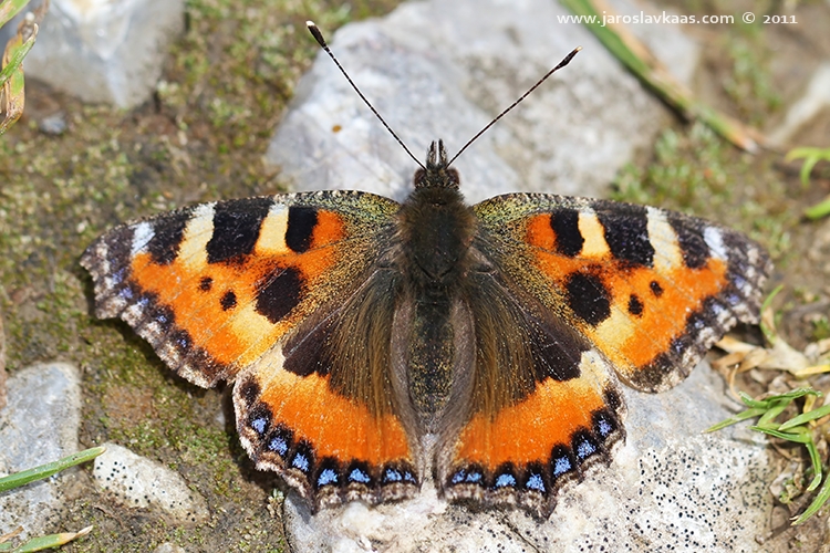 Babočka kopřivová (Aglais urticae urticae), CHKO Moravský kras