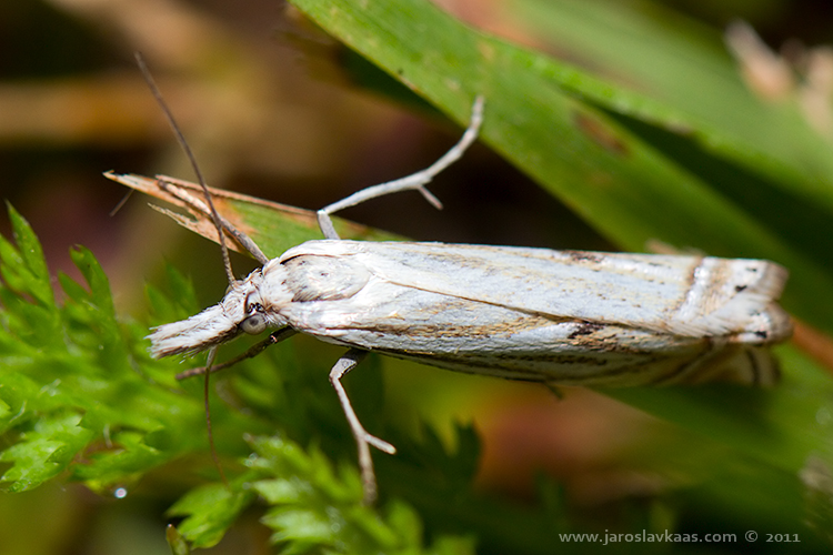 Travařík obecný (Crambus lathoniellus), Letovice