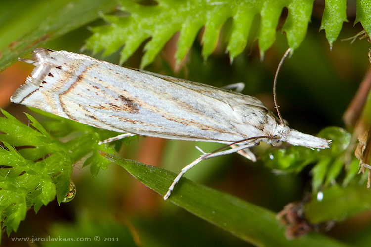 Travařík obecný (Crambus lathoniellus), Letovice