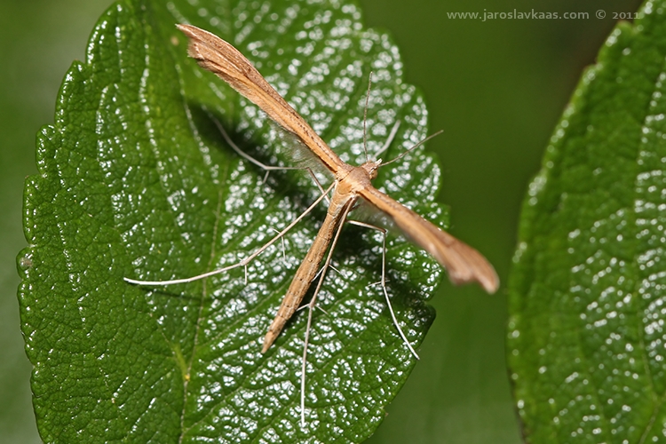 Pernatuška rezekvítková (Stenoptilia pterodactyla), Letovice