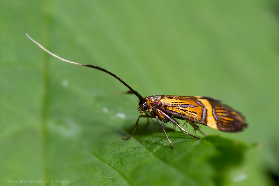 Adéla pestrá - samice (Nemophora degeerella - female), Hradišťany