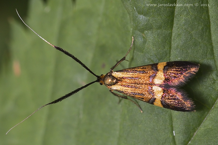 Adéla pestrá - samice (Nemophora degeerella - female), Hradišťany