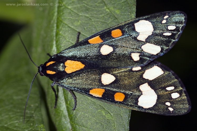 Přástevník hluchavkový (Callimorpha dominula), Hradišťany