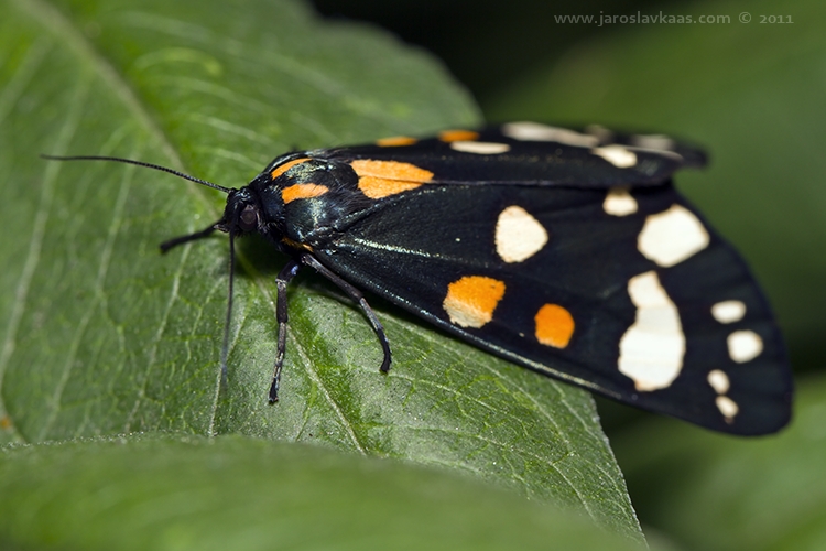 Přástevník hluchavkový (Callimorpha dominula), Hradišťany