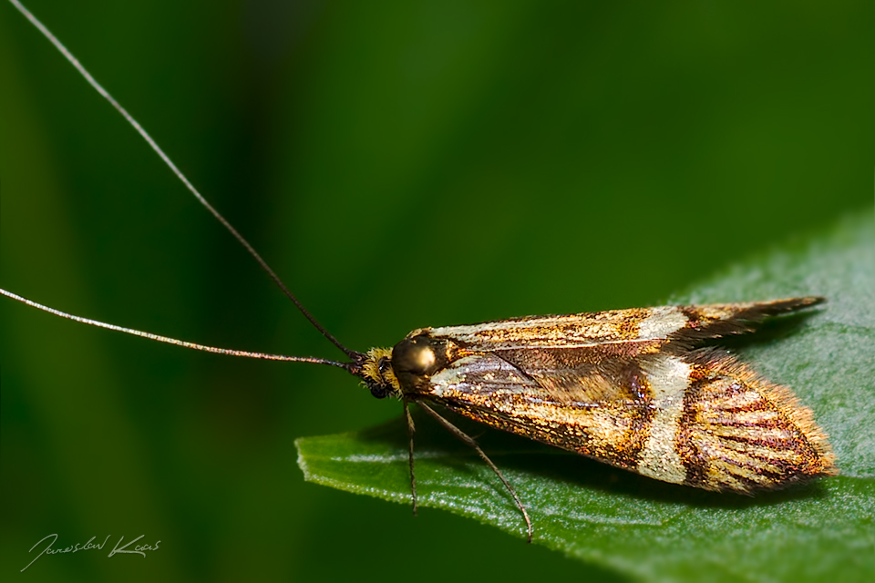 Adéla pestrá - samec (Nemophora degeerella - male), Hradišťany