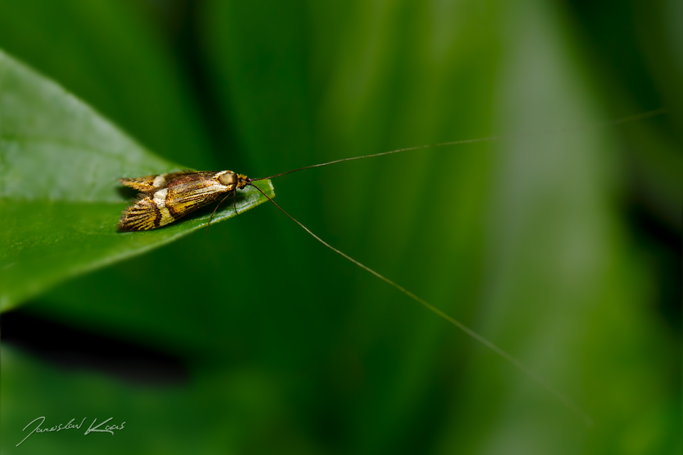 Adéla pestrá - samec (Nemophora degeerella - male), Hradišťany