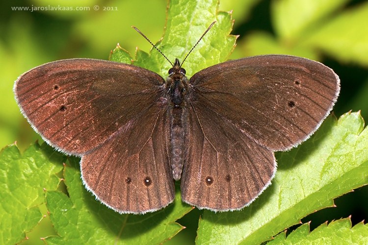 Okáč prosíčkový - samec (Aphantopus hyperantus - male), Hradišťany