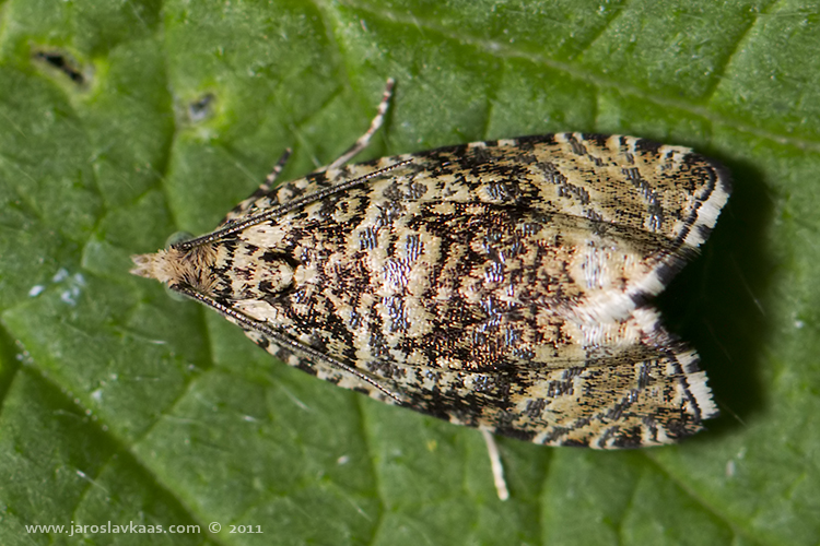 Obaleč jahodníkový (Celypha lacunana), Hradišťany