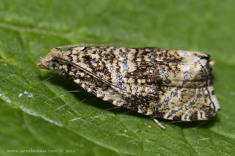 Obaleč jahodníkový (Celypha lacunana), Hradišťany