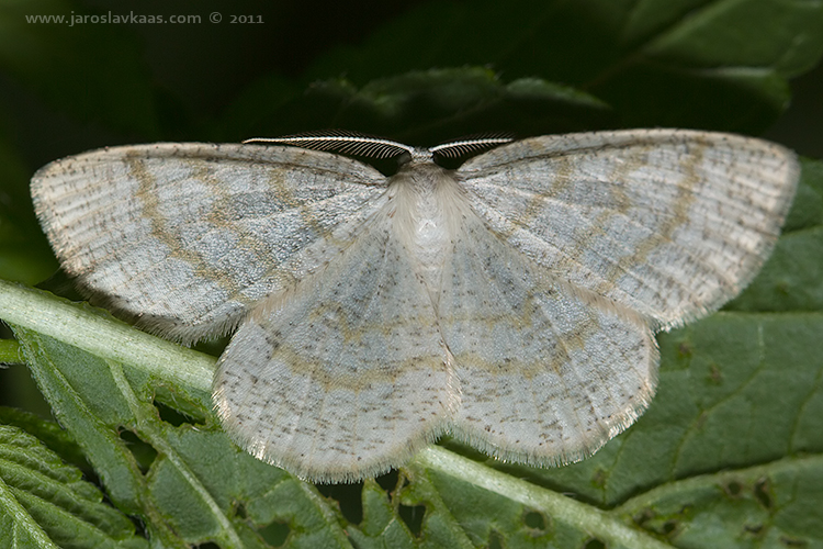 Světlokřídlec osikový - samec (Cabera exanthemata - male), Hradišťany