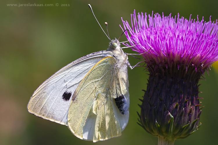 Bělásek zelný (Pieris brassicae), Krkonoše