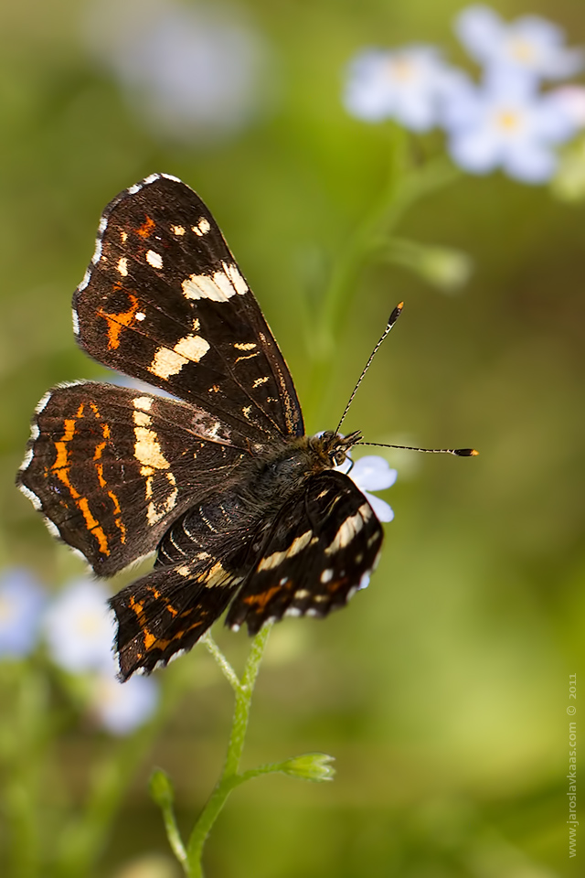 Babočka síťkovaná - letní forma - samice (Araschnia levana levana f. prorsa - female), Hradišťany