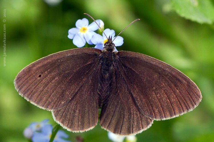 Okáč prosíčkový - samec (Aphantopus hyperantus - male), Hradišťany