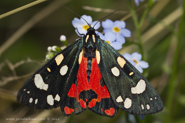 Přástevník hluchavkový (Callimorpha dominula), Hradišťany