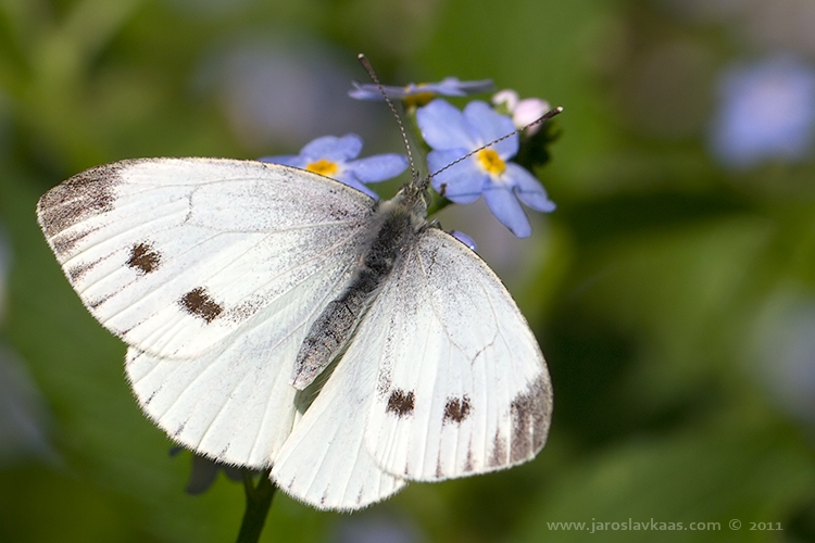 Bělásek řepkový - samice (Pieris napi - female), Hradišťany