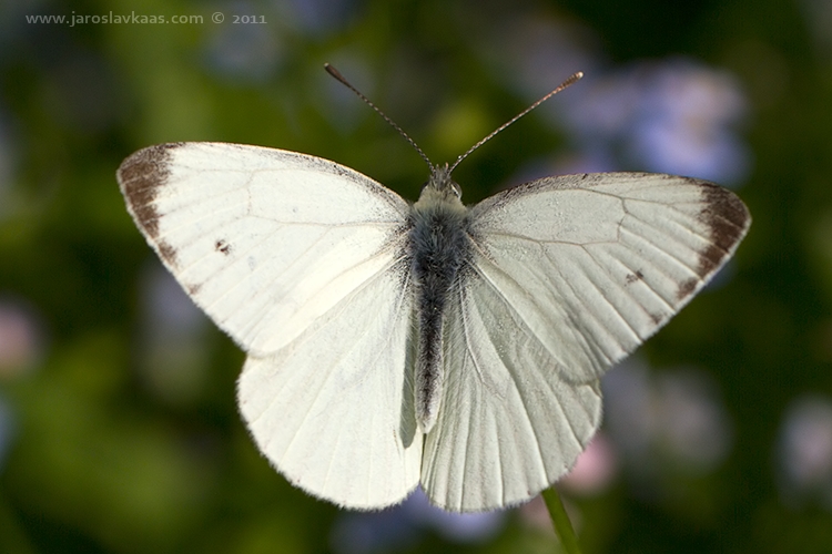 Bělásek řepkový - samec (Pieris napi - male), Hradišťany