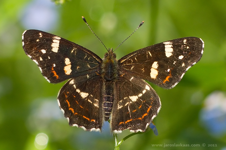 Babočka síťkovaná - letní forma - samec (Araschnia levana levana f. prorsa - male), Hradišťany