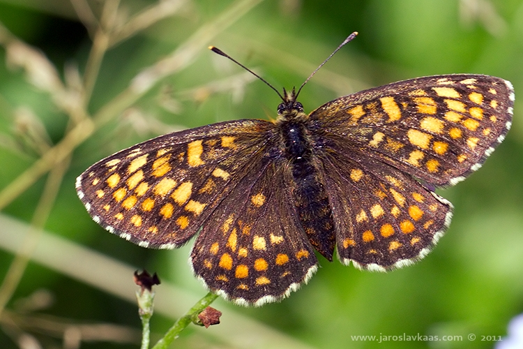 Hnědásek jitrocelový - samice (Melitaea athalia - female), Hradišťany