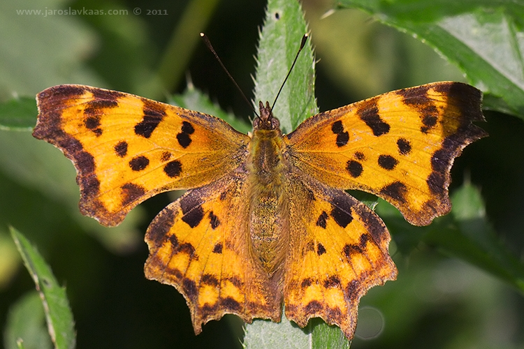 Babočka bílé C (Polygonia c-album), Hradišťany