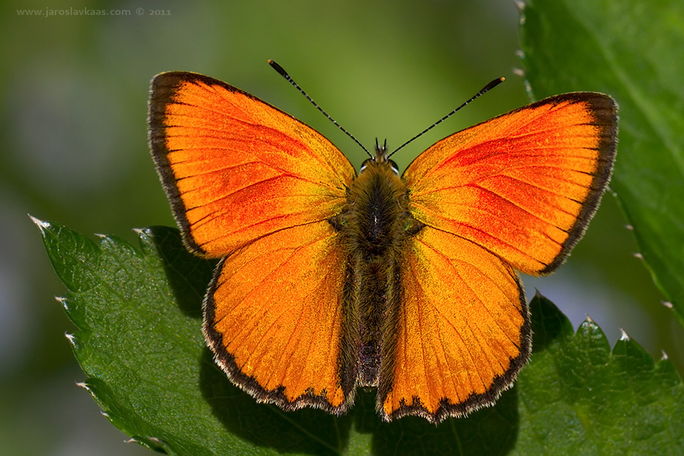 Ohniváček celíkový - samec (Lycaena virgaureae - male), Hradišťany