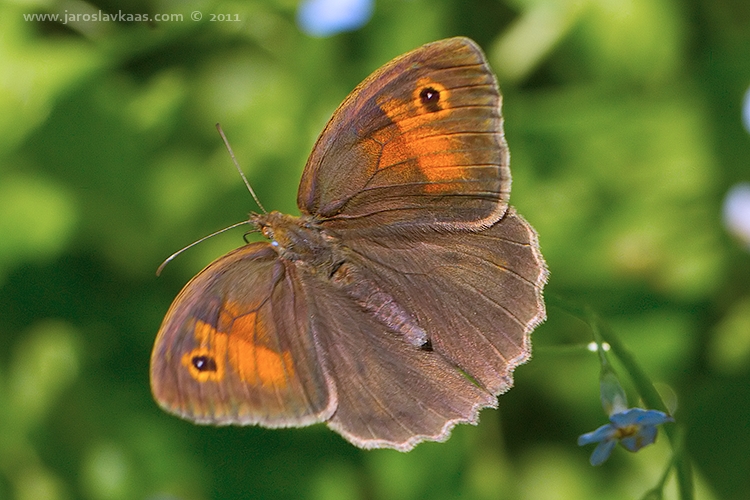 Okáč luční - samice (Maniola jurtina - female), Hradišťany