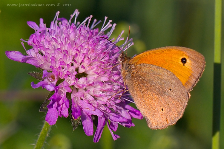 Okáč luční - samec (Maniola jurtina - male), Hradišťany