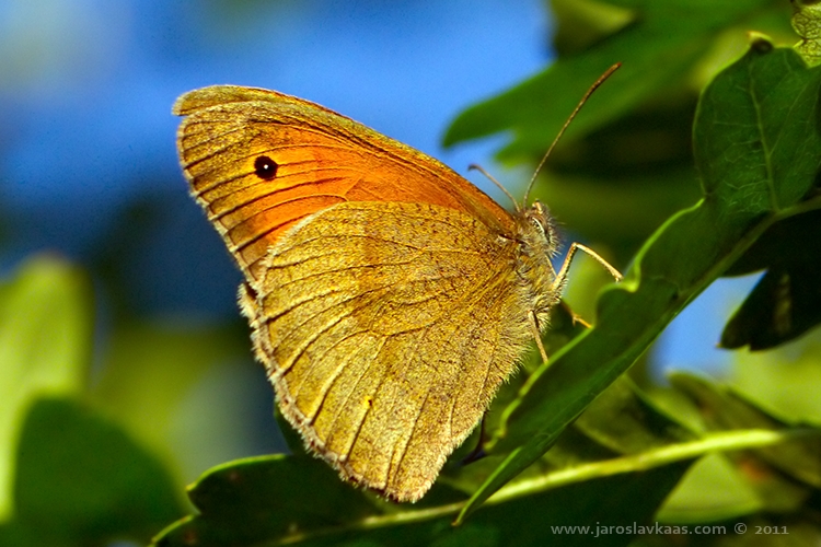 Okáč luční - samice (Maniola jurtina - female), Hradišťany