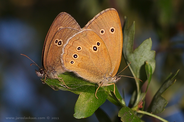 Okáč prosíčkový (Aphantopus hyperantus), Hradišťany