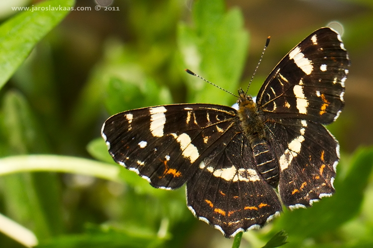 Babočka síťkovaná - letní forma - samice (Araschnia levana levana f. prorsa - female), Hradišťany